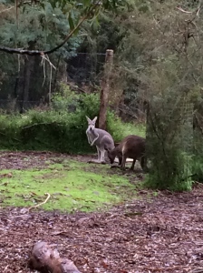 Kangaroos at Healesville Sanctuary!